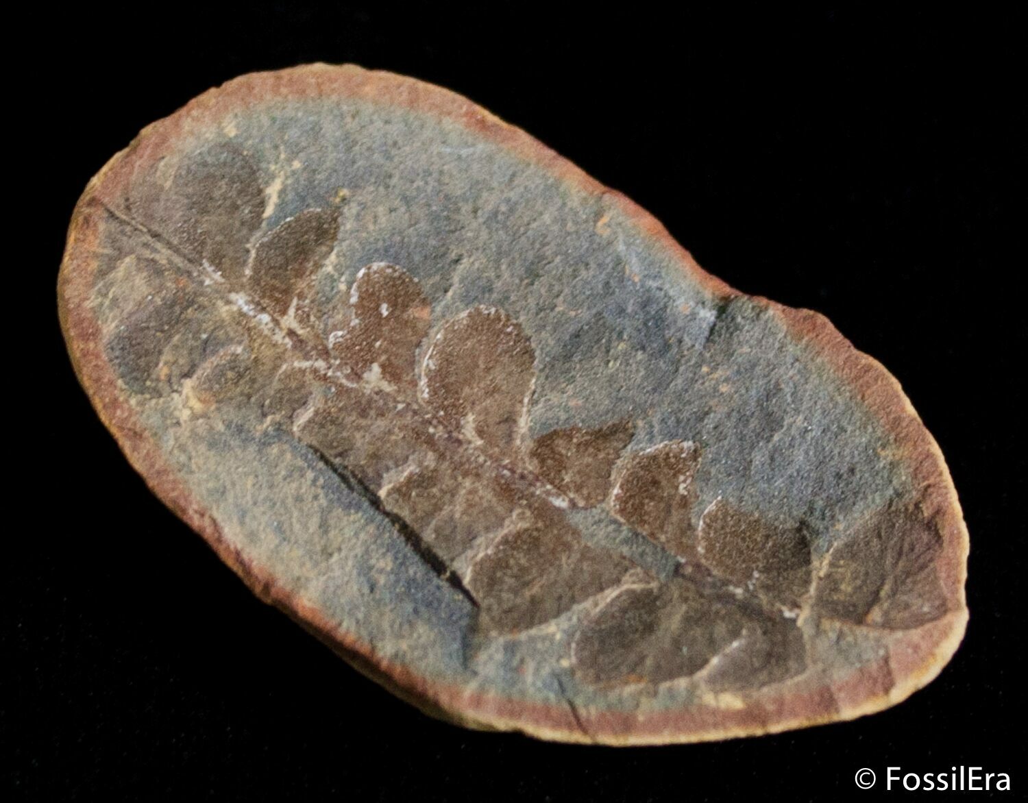Fern Fossil From Mazon Creek 300 Million Years Old For Sale (2885