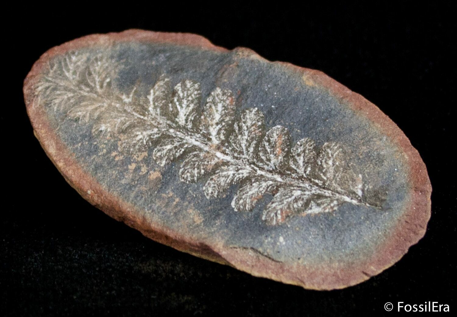 Fern Fossil From Mazon Creek 300 Million Years Old For Sale (2886
