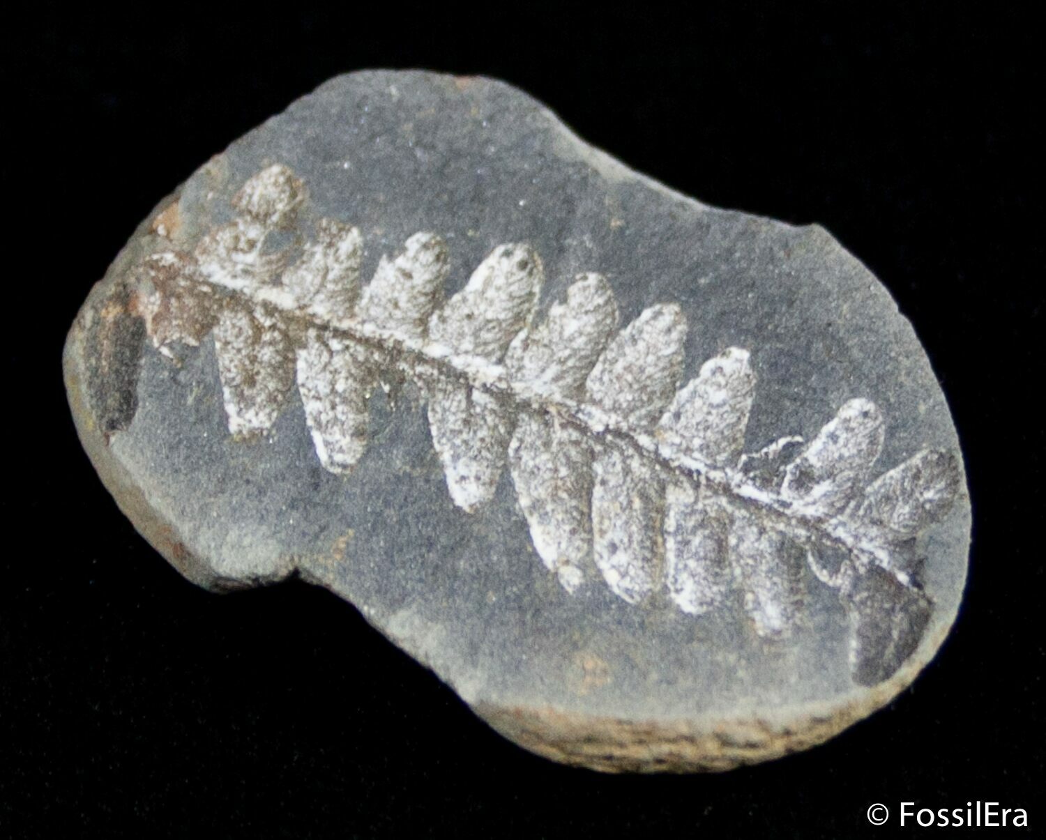 Fern Fossil From Mazon Creek 300 Million Years Old For Sale 2887