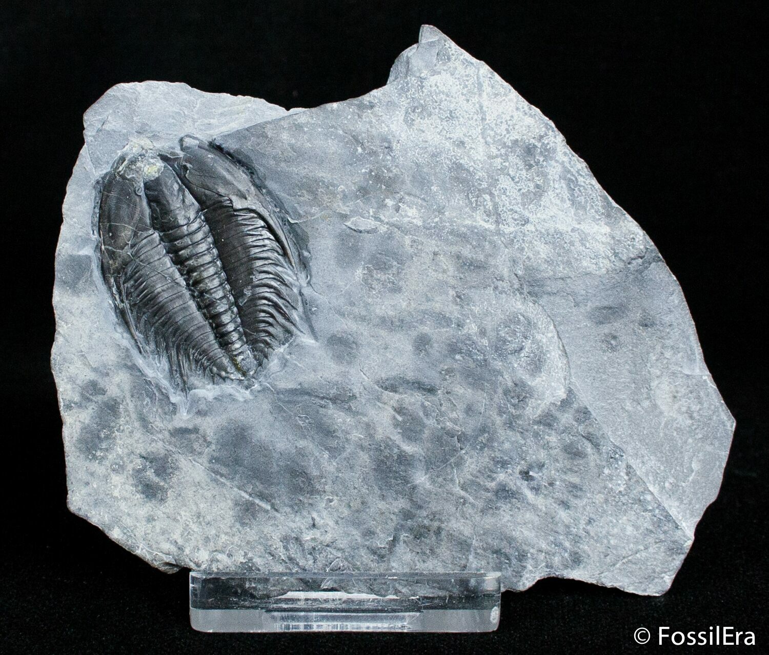 Orygmaspis Contracta Trilobite, Upper Cambrian For Sale (#2945