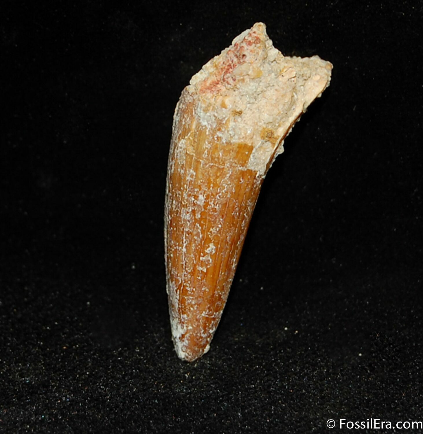 spinosaurus fossil tooth