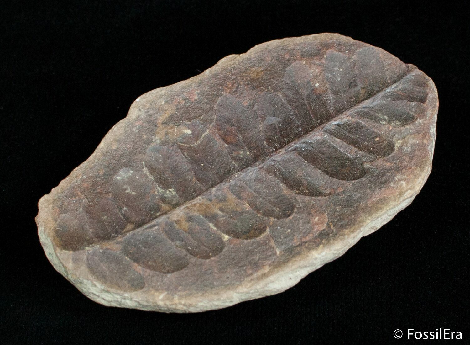 Fern Fossil From Mazon Creek 300 Million Years Old For Sale (3060
