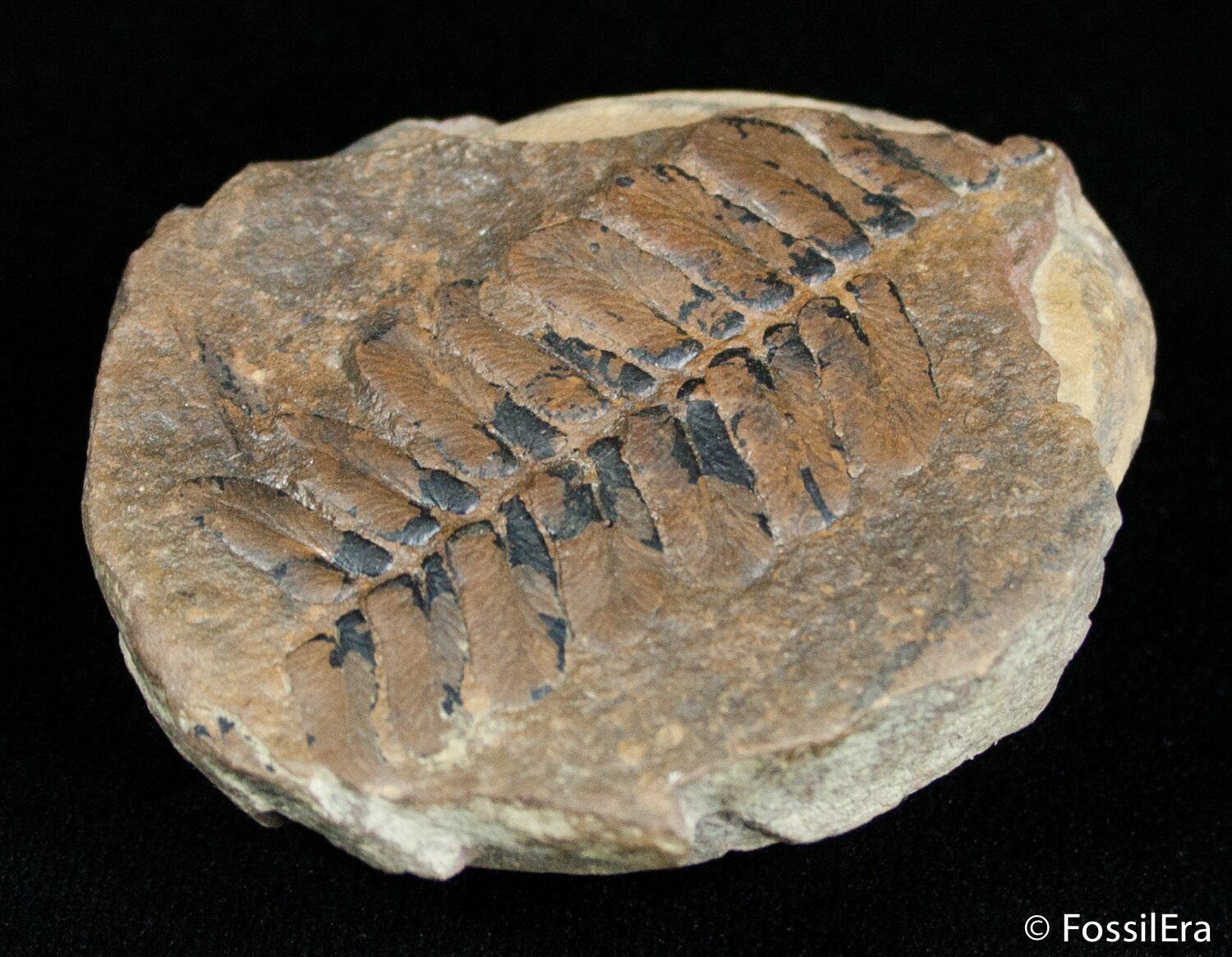 Fern Fossil From Mazon Creek 300 Million Years Old For Sale (3064