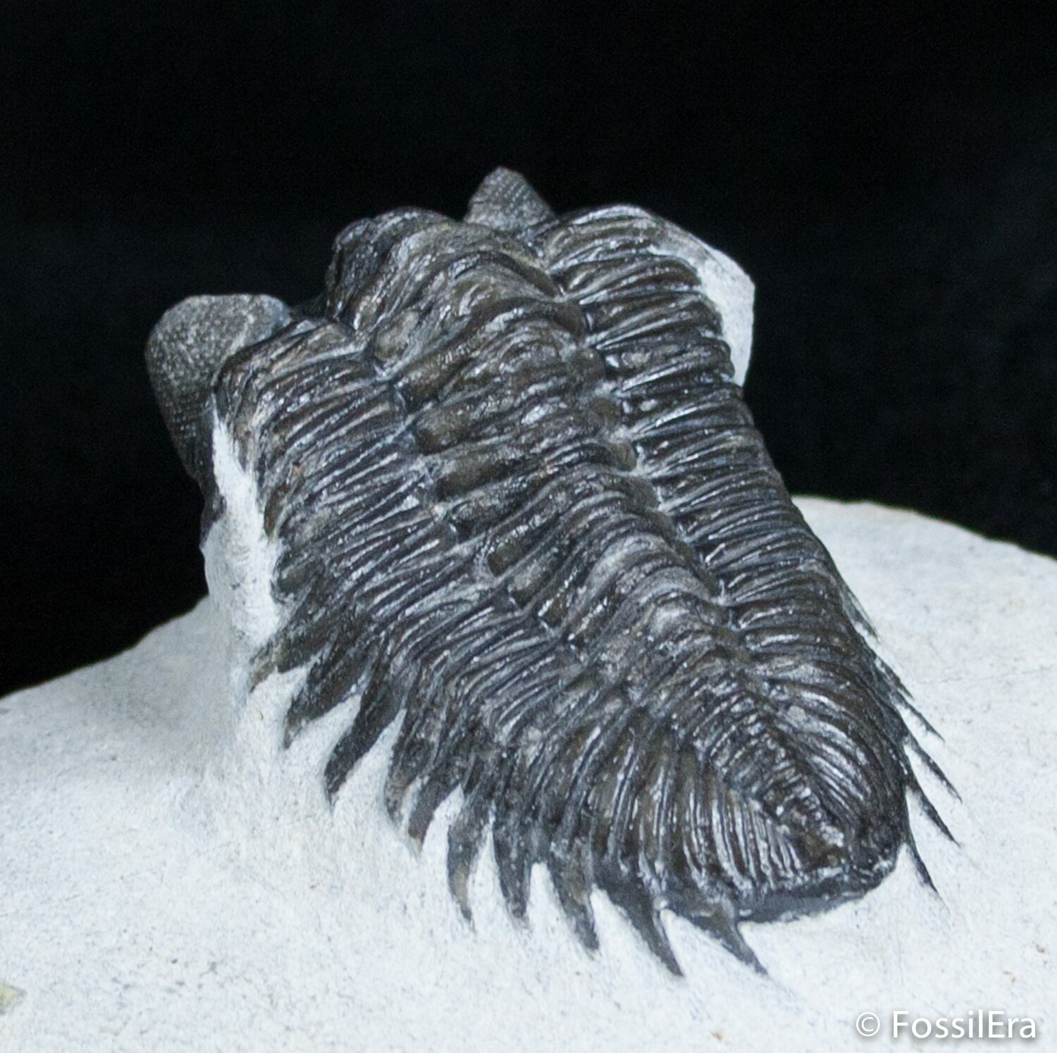 Towered Eye Coltraneia Trilobite - Climbing Position For Sale (#3126