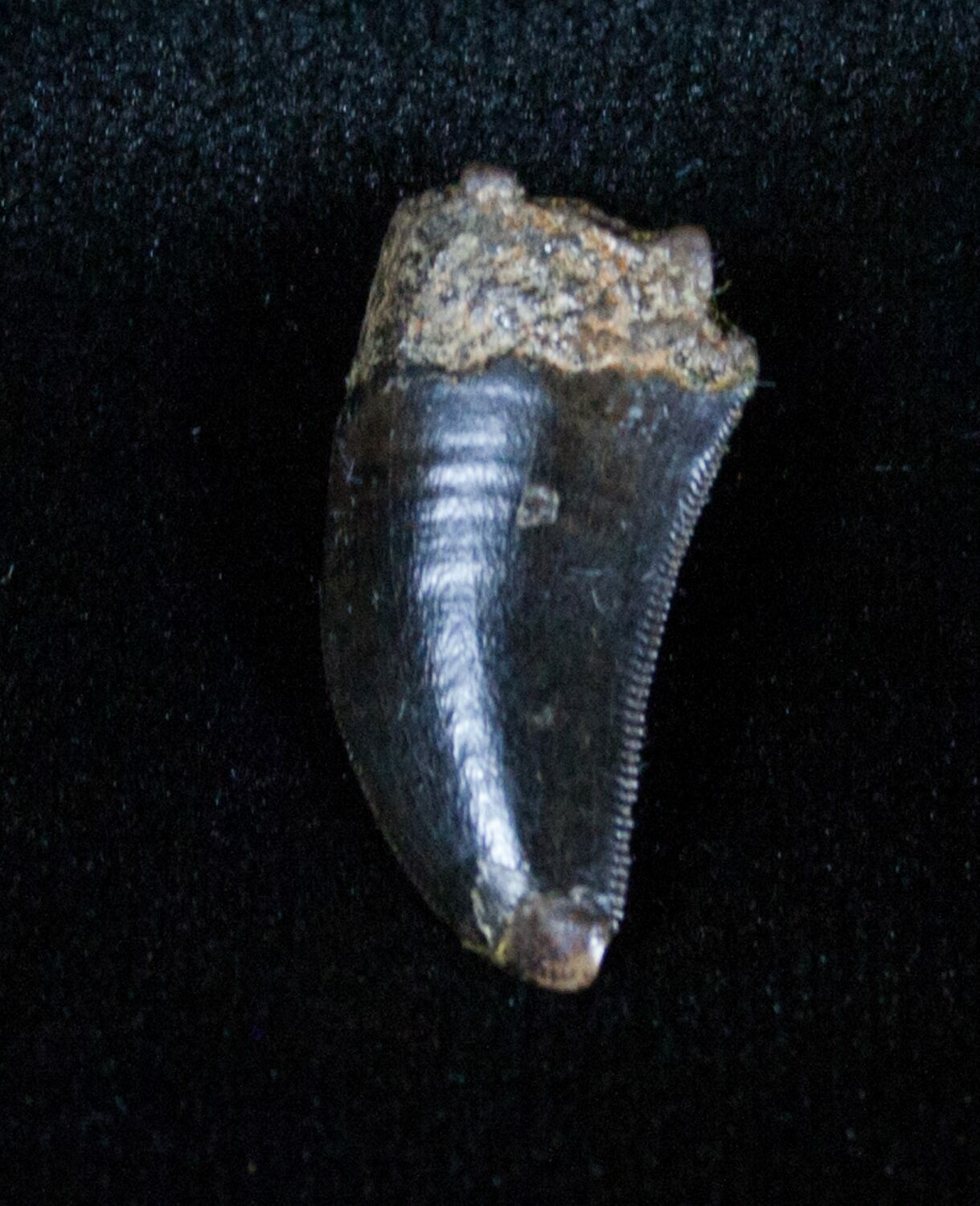 nanotyrannus tooth for sale