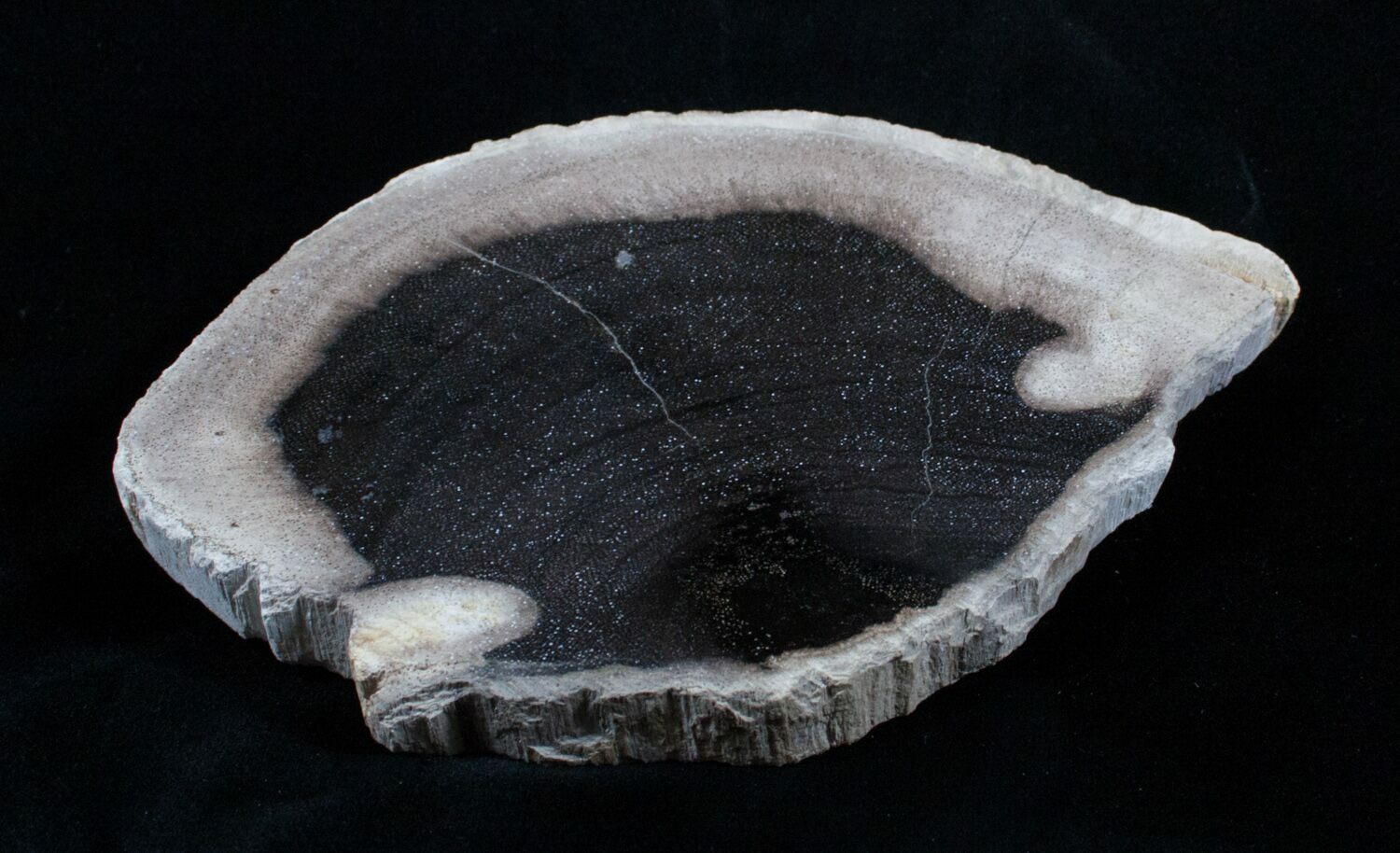 Petrified Palm Wood Slab From Indonesia 7x5 inches For Sale (3202
