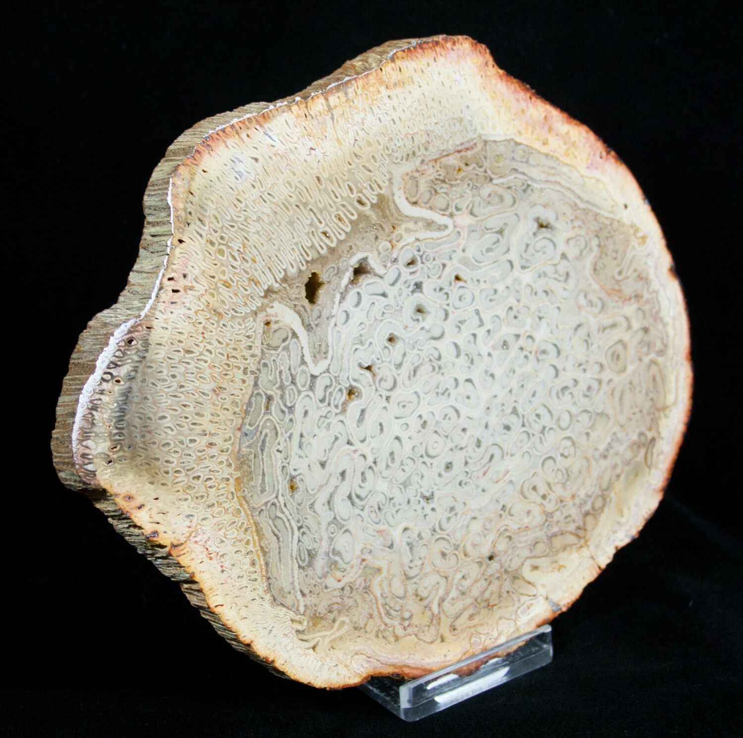 Petrified Tree Fern Wood Slab 6x4.5" For Sale (3276)