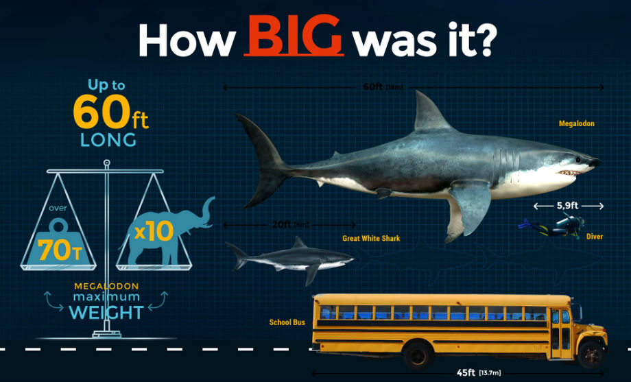Megalodon Size: How Big Was The Megalodon Shark? - FossilEra.com