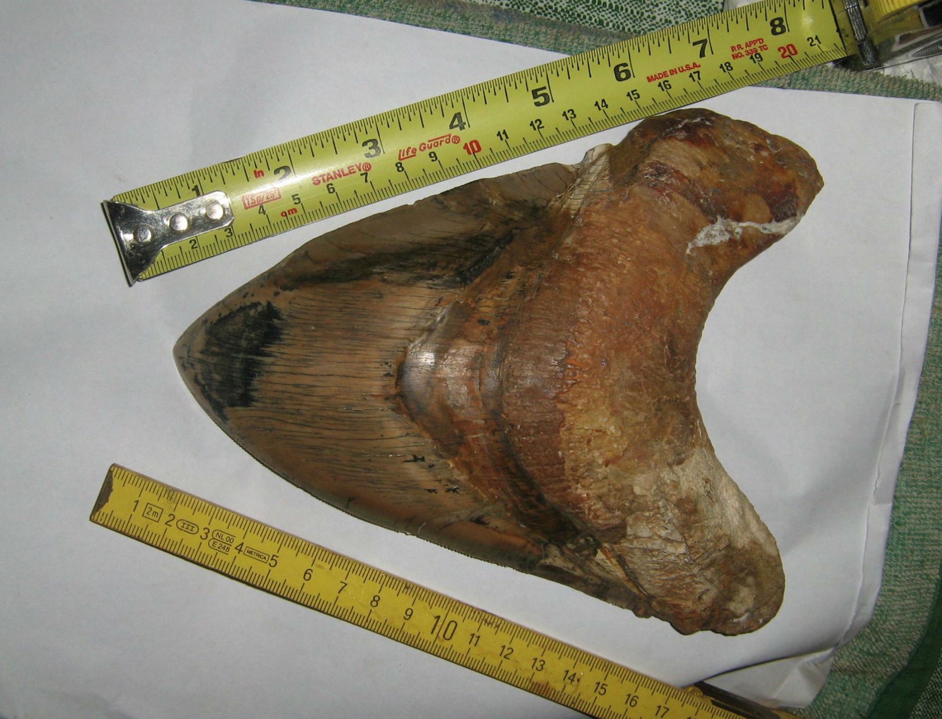 What Is The Largest Megalodon Tooth Ever Found FossilEra