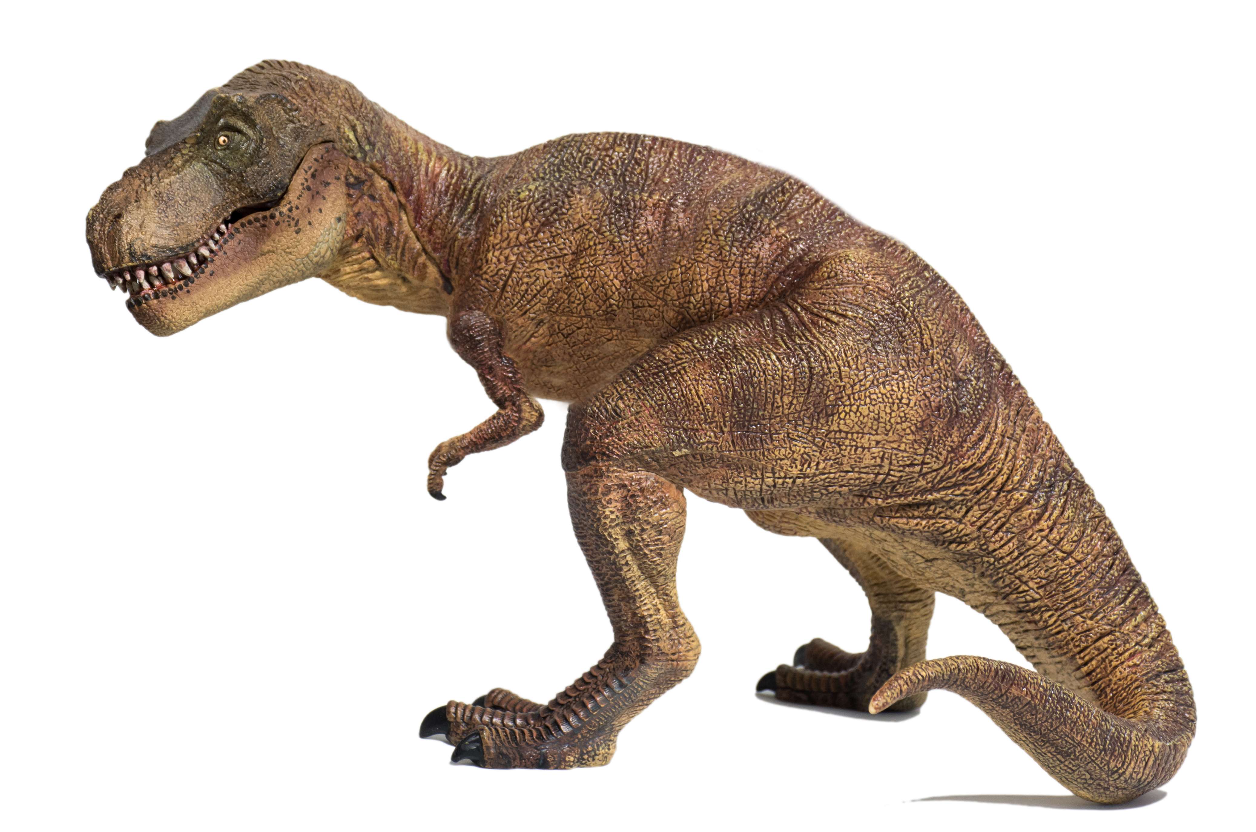 T. rex lookalike suggests that tiny arms developed for a purpose