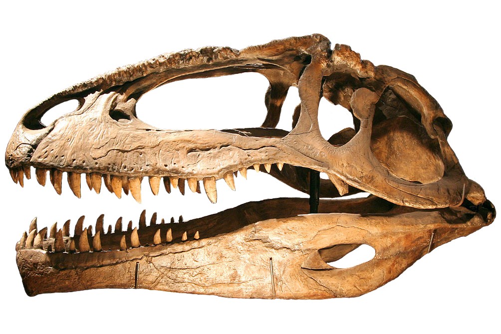 How Fast Did T. rex Run?' and other questions about dinosaurs examined in  new book : NPR