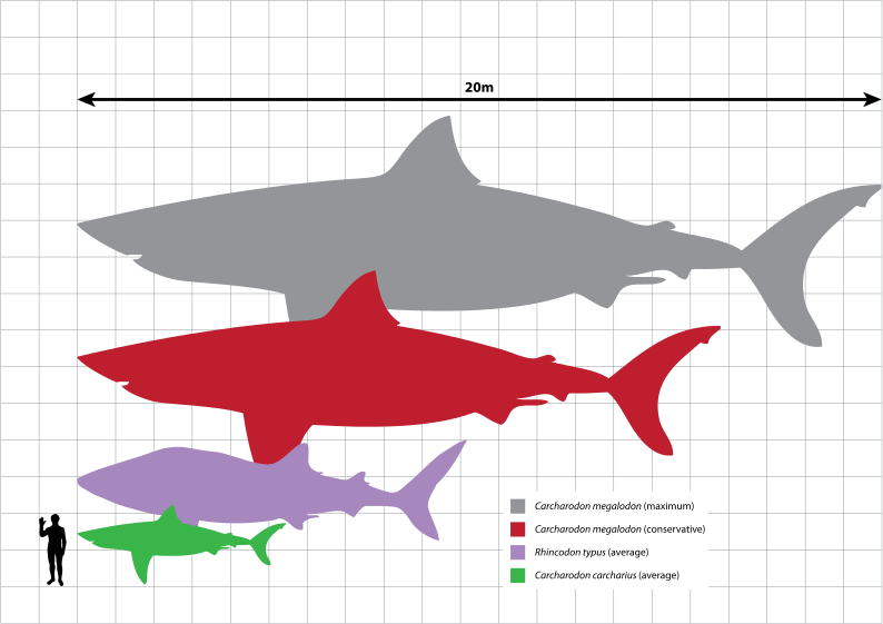 megalodon size comparison to great white
