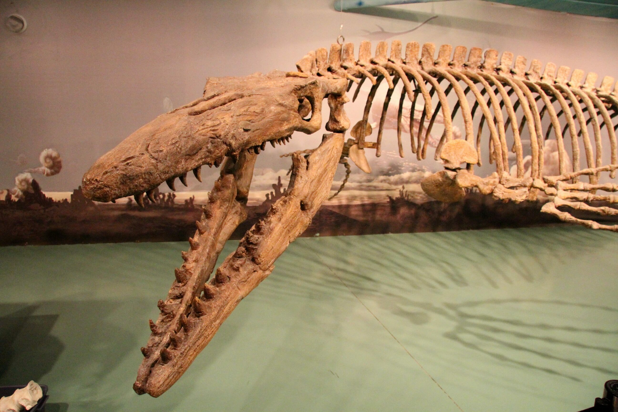 Mosasaur Fossils For Sale 