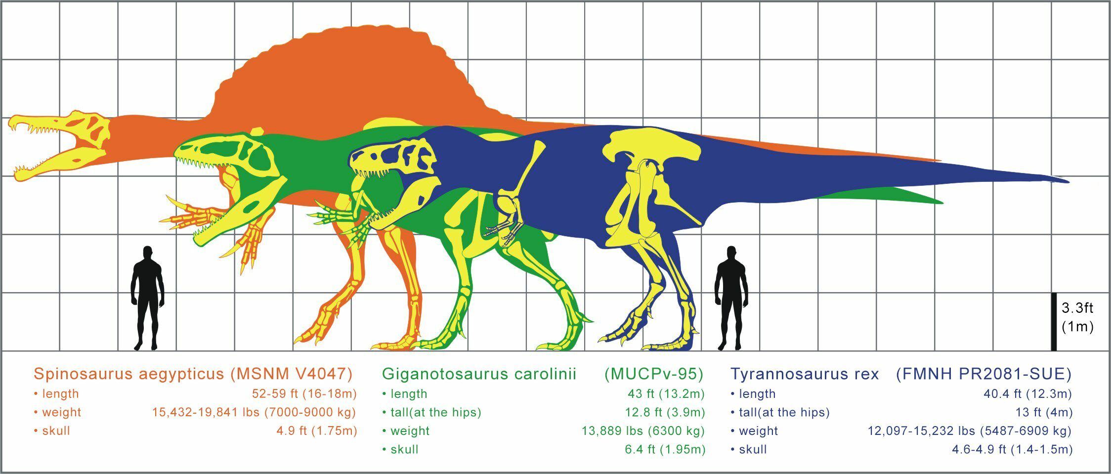 allosaurus size comparison to t rex