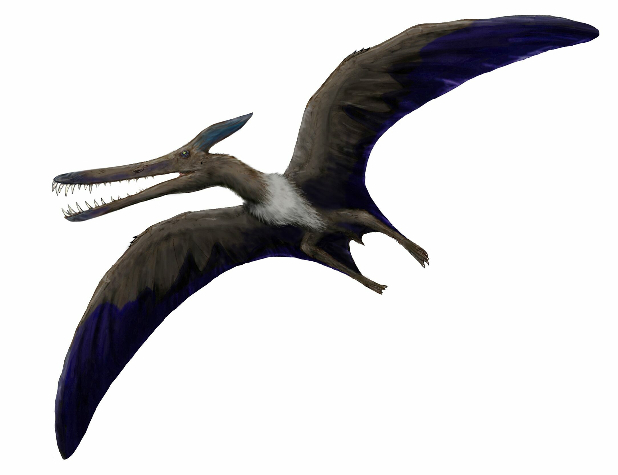 Pteranodon vs Pterodactyl, Some birds, some pterosaurs (which is