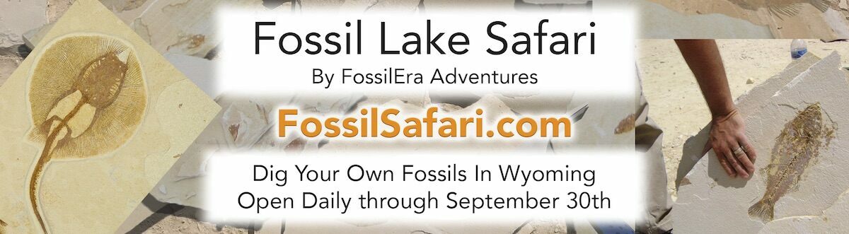 Fossil Safari - Dig Fossils In Wyoming