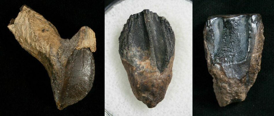 Arriba 53+ imagen dinosaur teeth fossil
