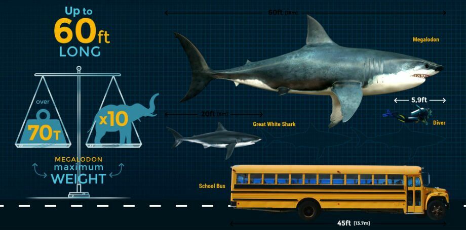 deep blue shark weight