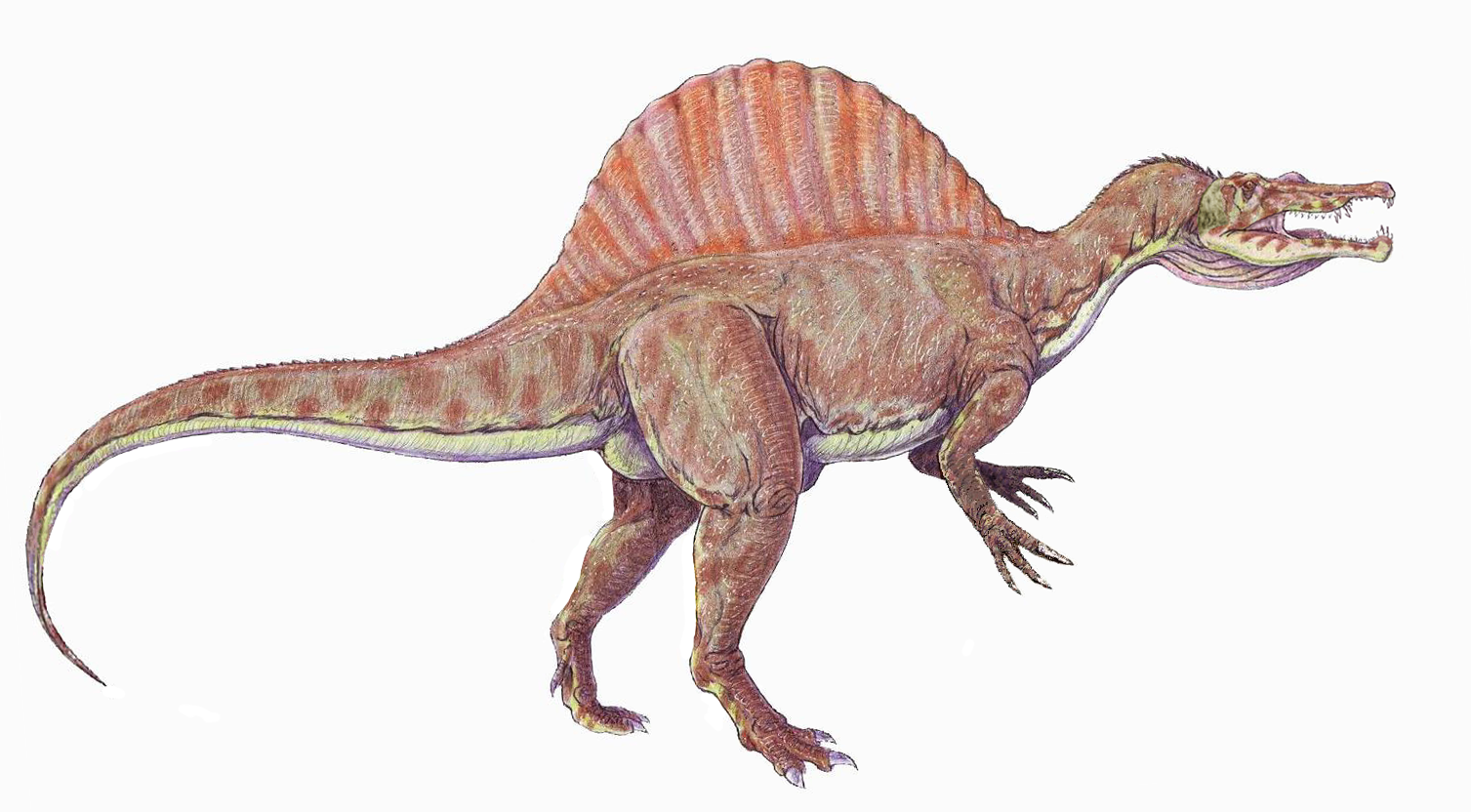 dinosaur with hump on back