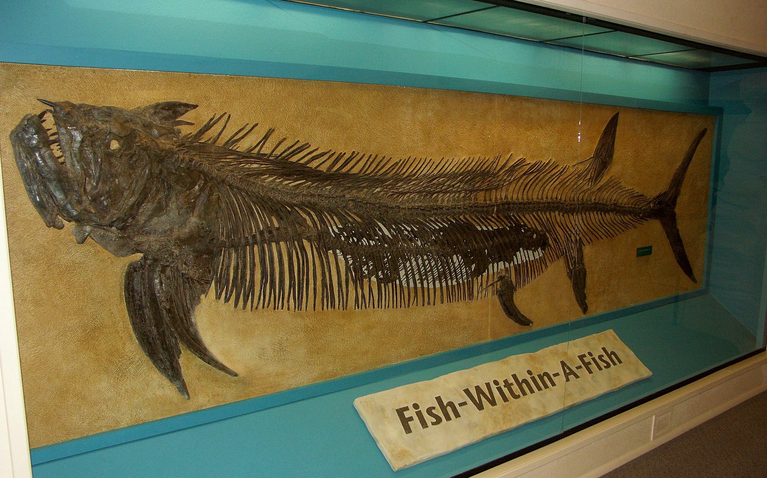 Discovery revela un fósil de 70 millones de años del pez más grande de ...