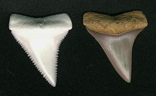 great white shark tooth size