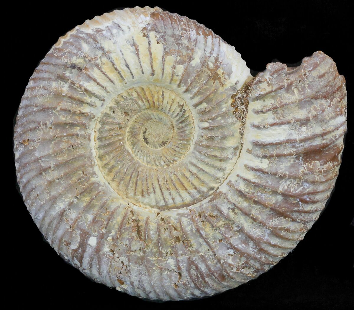 ammonite fossil price