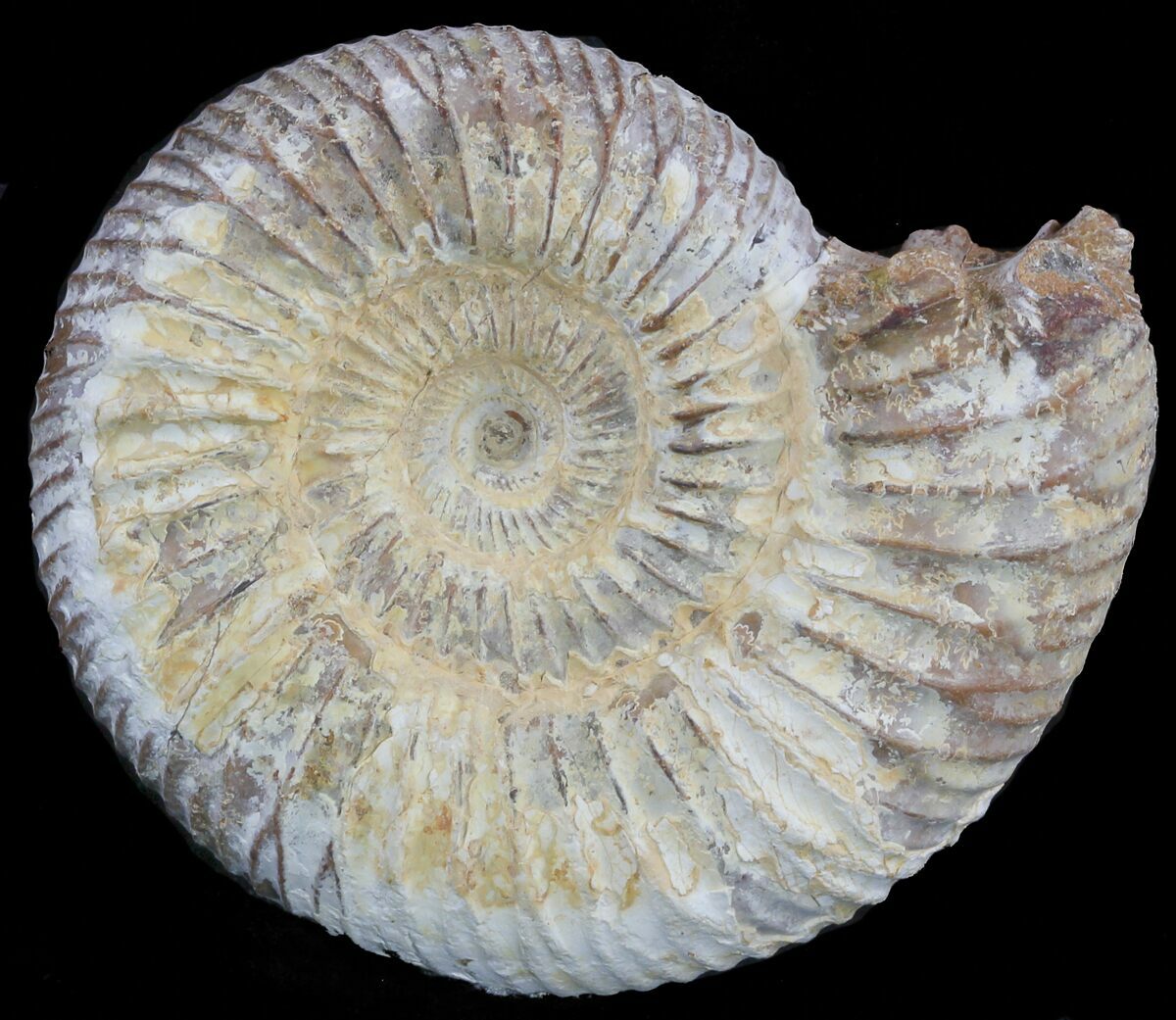 ammonite size
