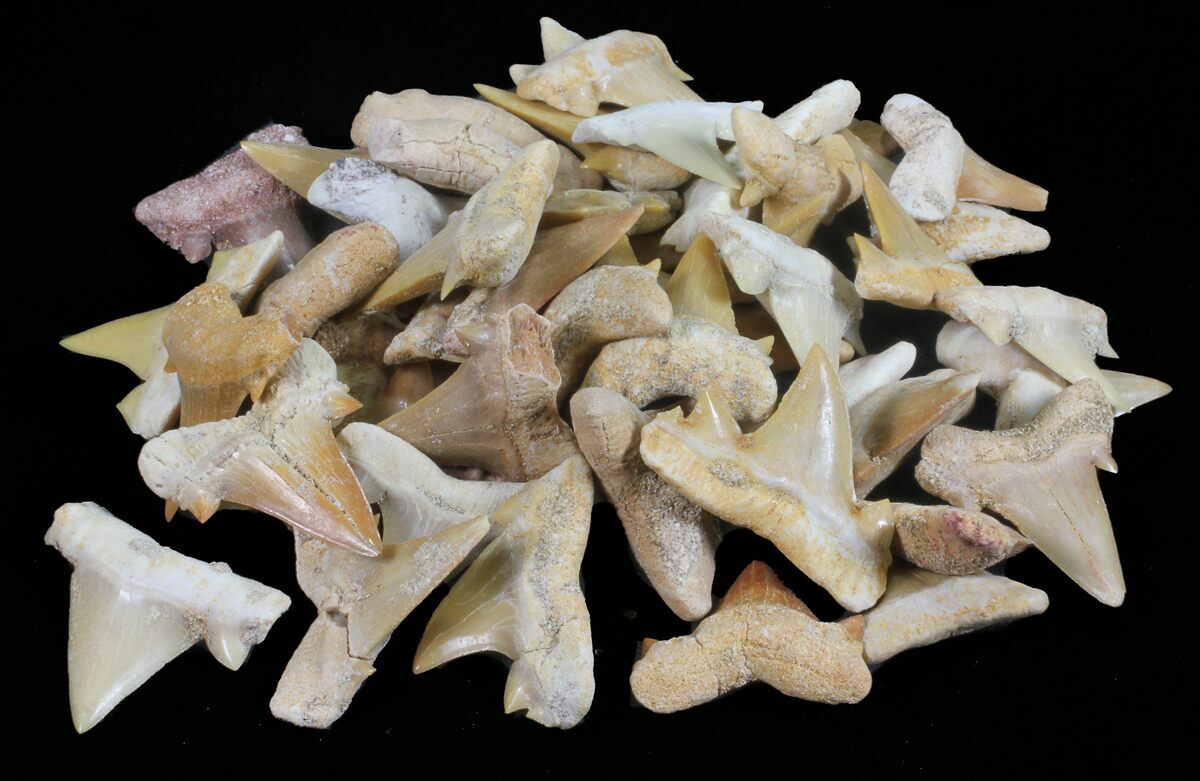 Bulk Small Fossil Otodus Shark Teeth - 25 Pack For Sale - FossilEra.com