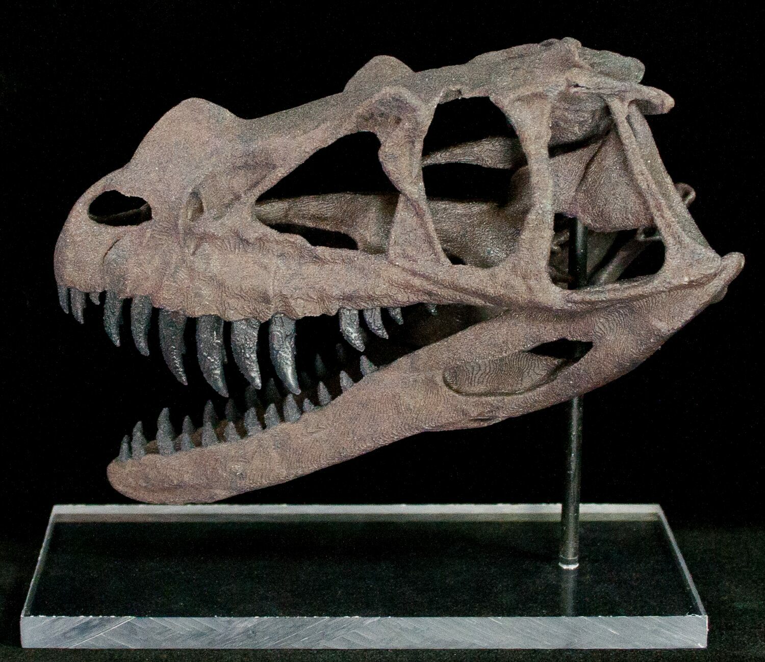 miniature dinosaur skeleton