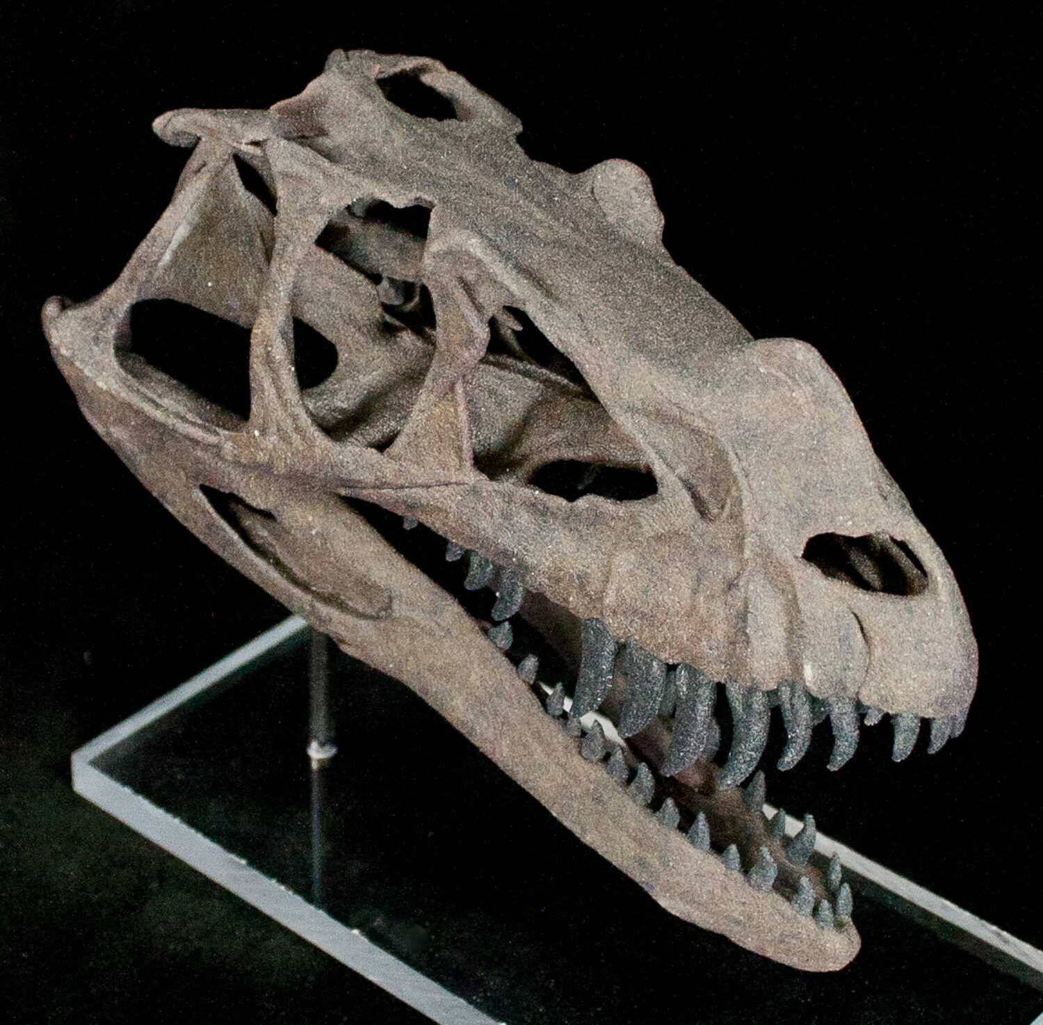 miniature dinosaur skeleton