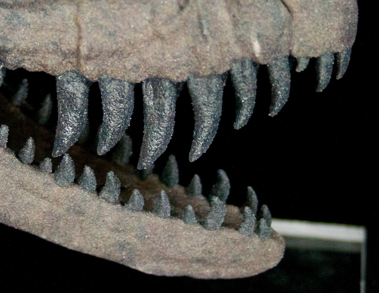 Miniature 3D Printed Ceratosaurus Skull Replica For Sale - FossilEra.com