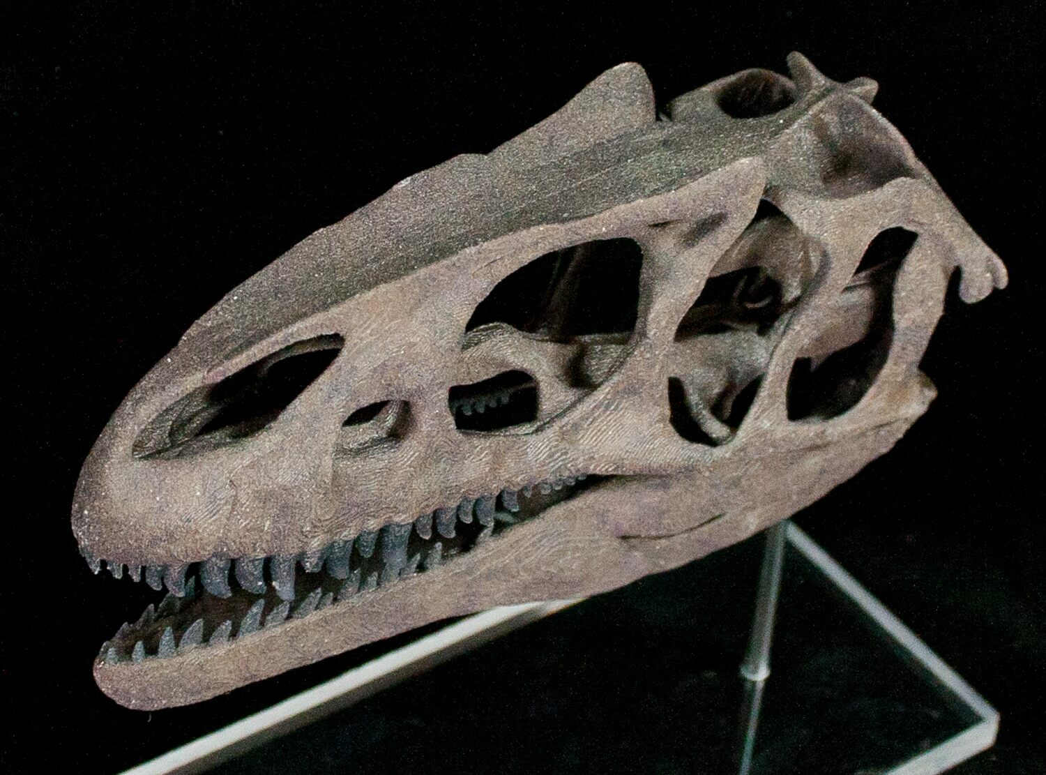 allosaurus skeleton for sale