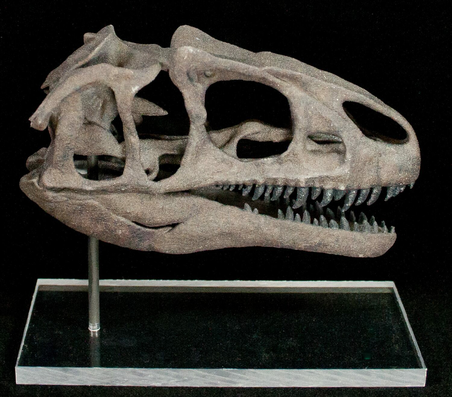 allosaurus skeleton for sale