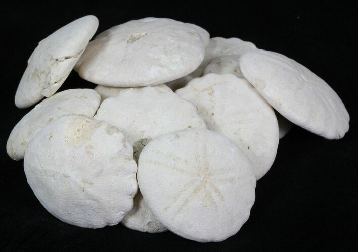 Sand Dollars in Basket