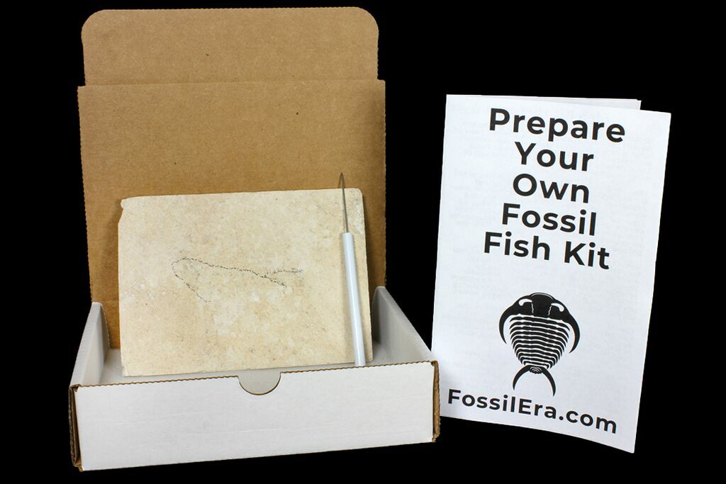 Prepare Your Own Fossil Fish Kit - Knightia or Diplomystus For