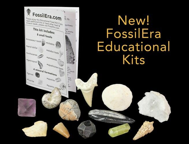 12 Piece Educational Fossil-Mineral Kit For Sale 