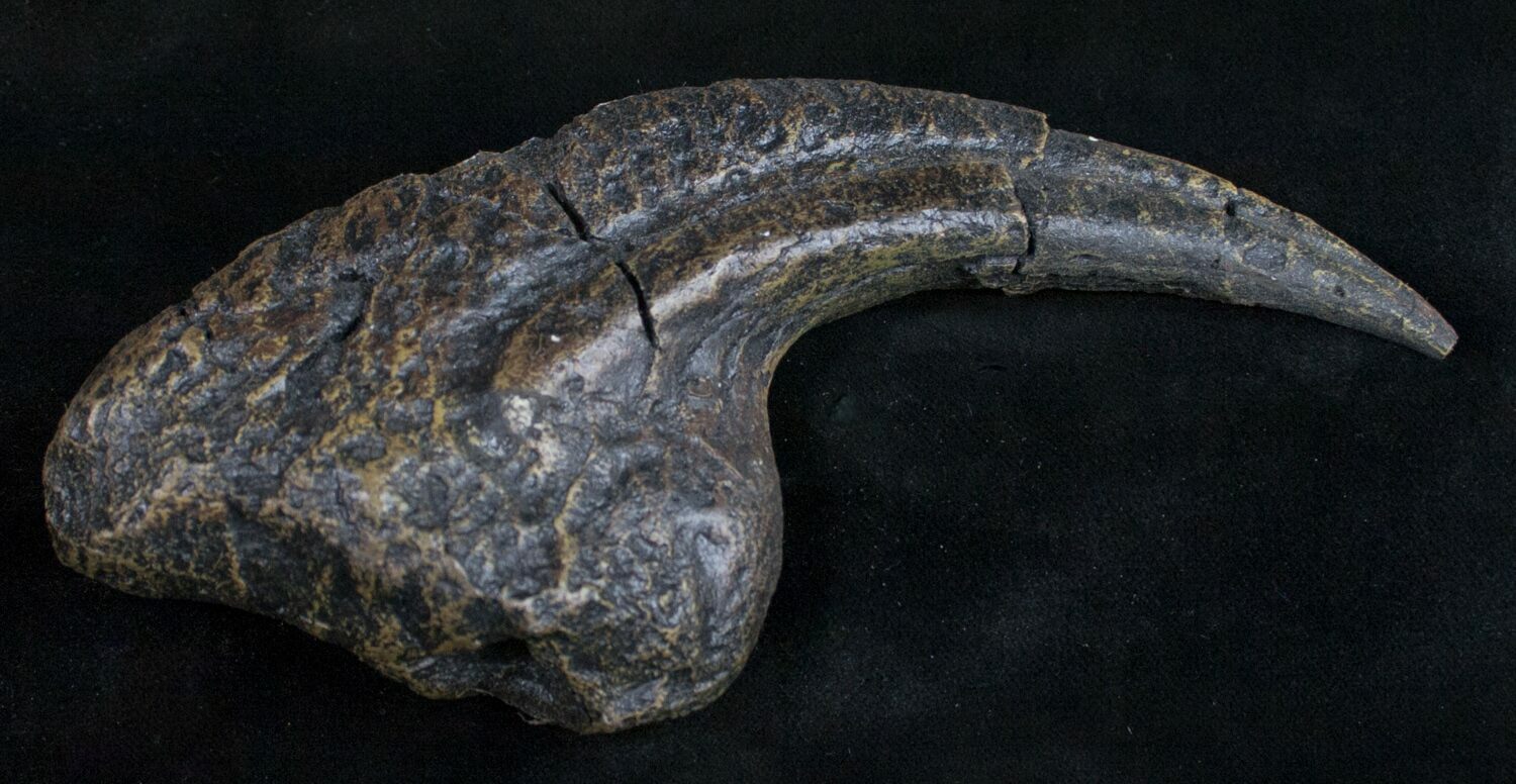 allosaurus fossil for sale