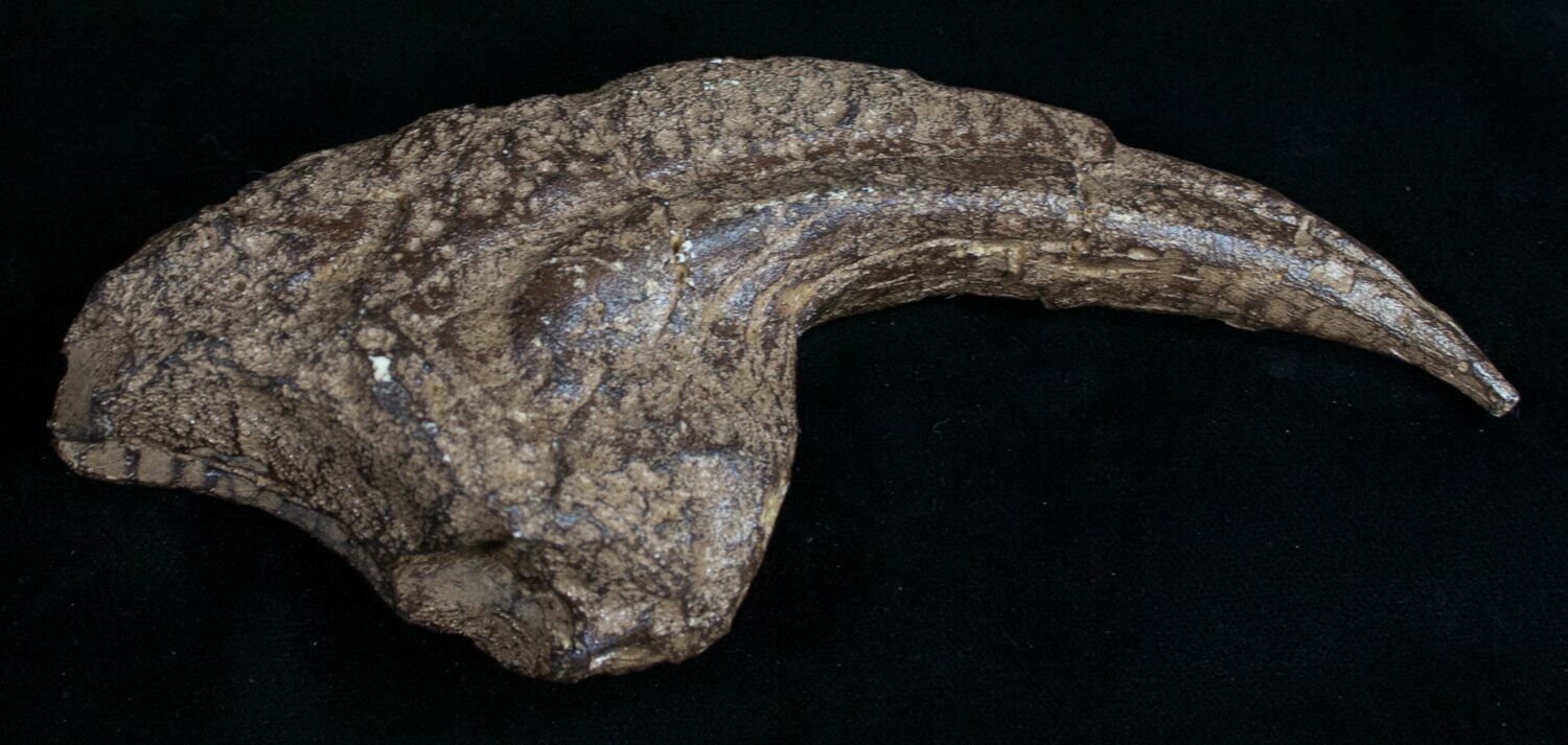 allosaurus claw for sale