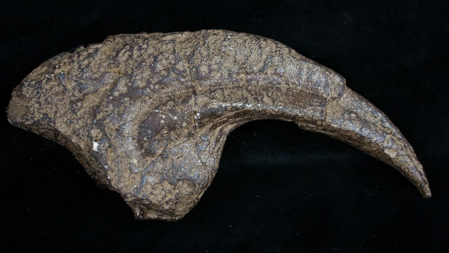 allosaurus fossil for sale