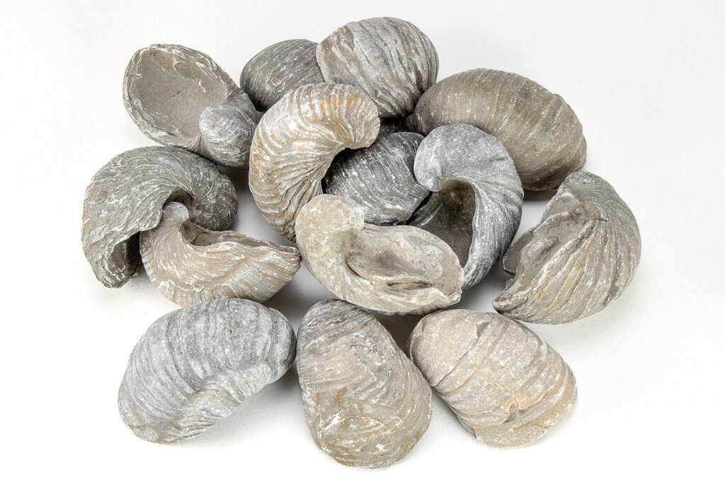 Devil's Toenail Fossil Oyster (Gryphaea) - Medium Size For Sale -  