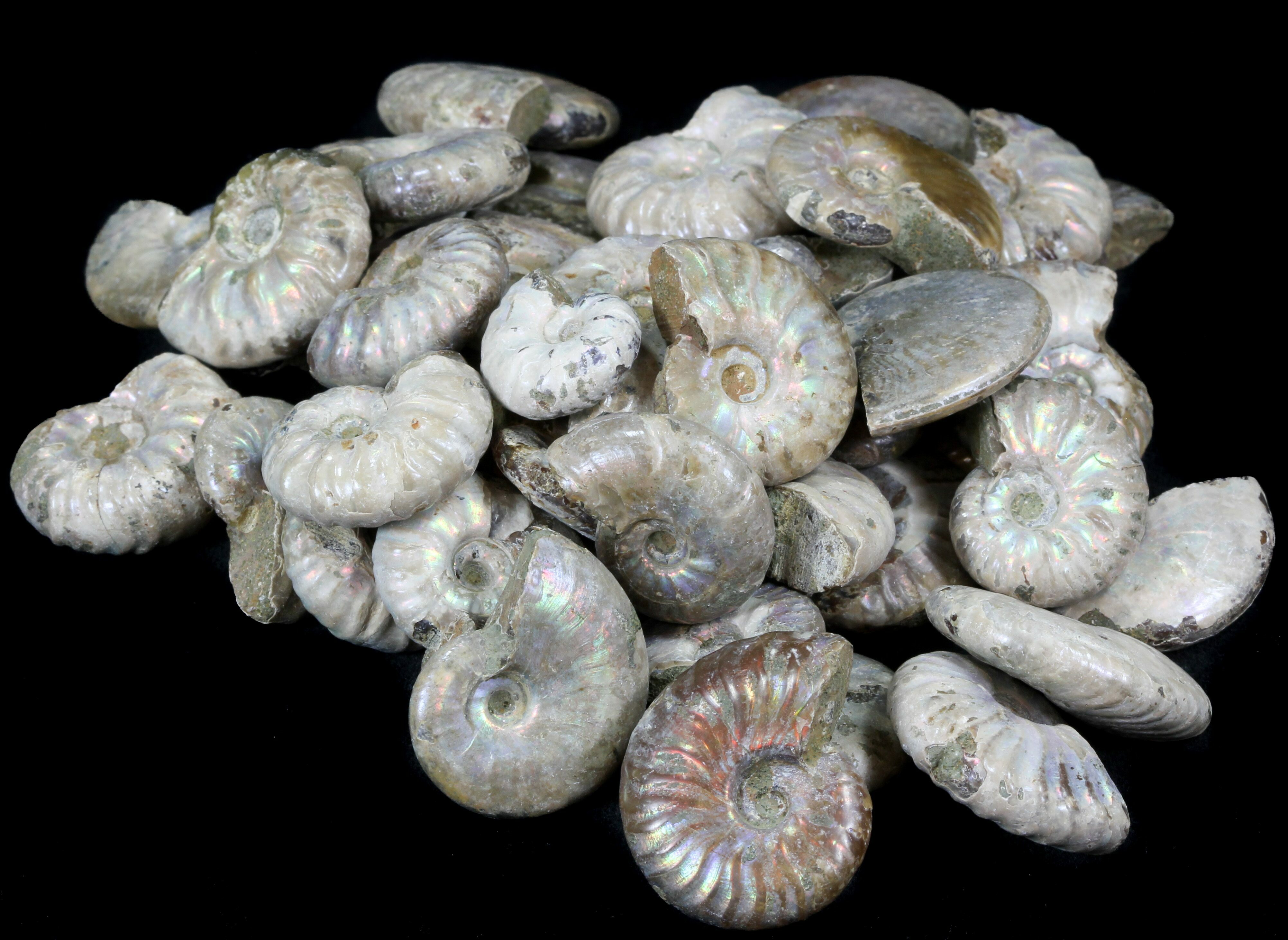 Bulk Silver Iridescent Ammonites Fossils 3 Pack For Sale