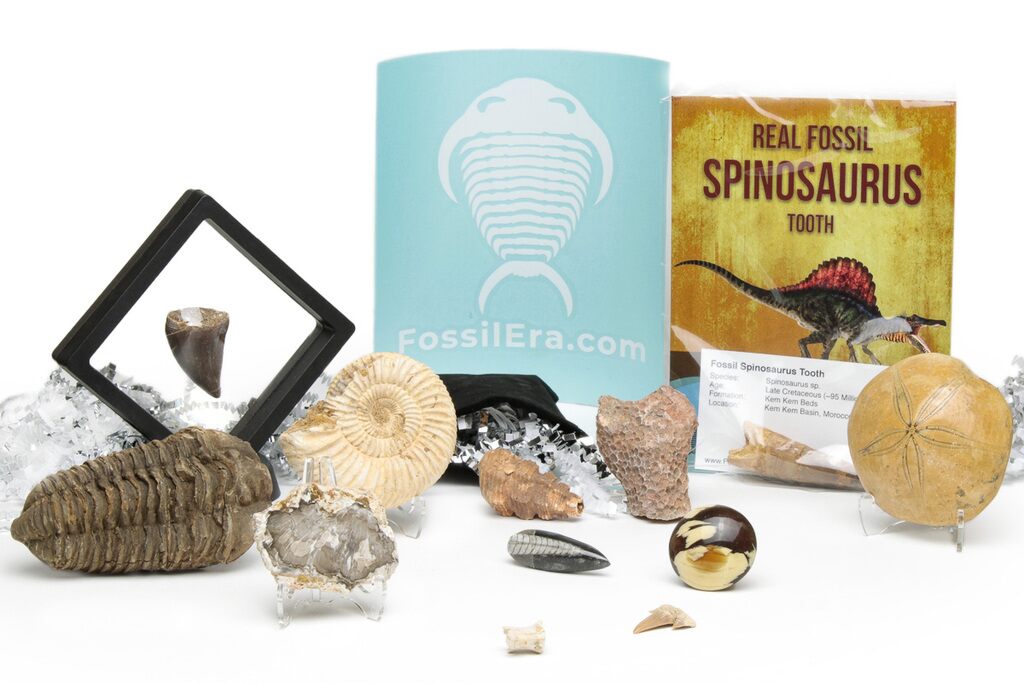 Holiday Fossil Gift Box For Sale 