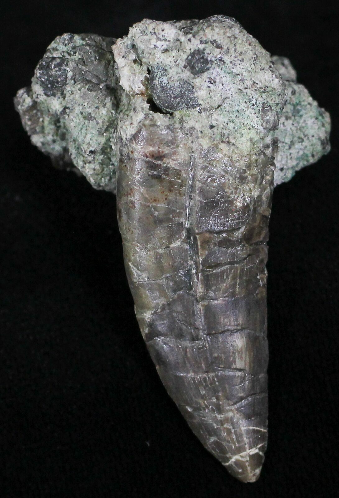 Fossil Allosaurus Teeth For Sale - FossilEra.com