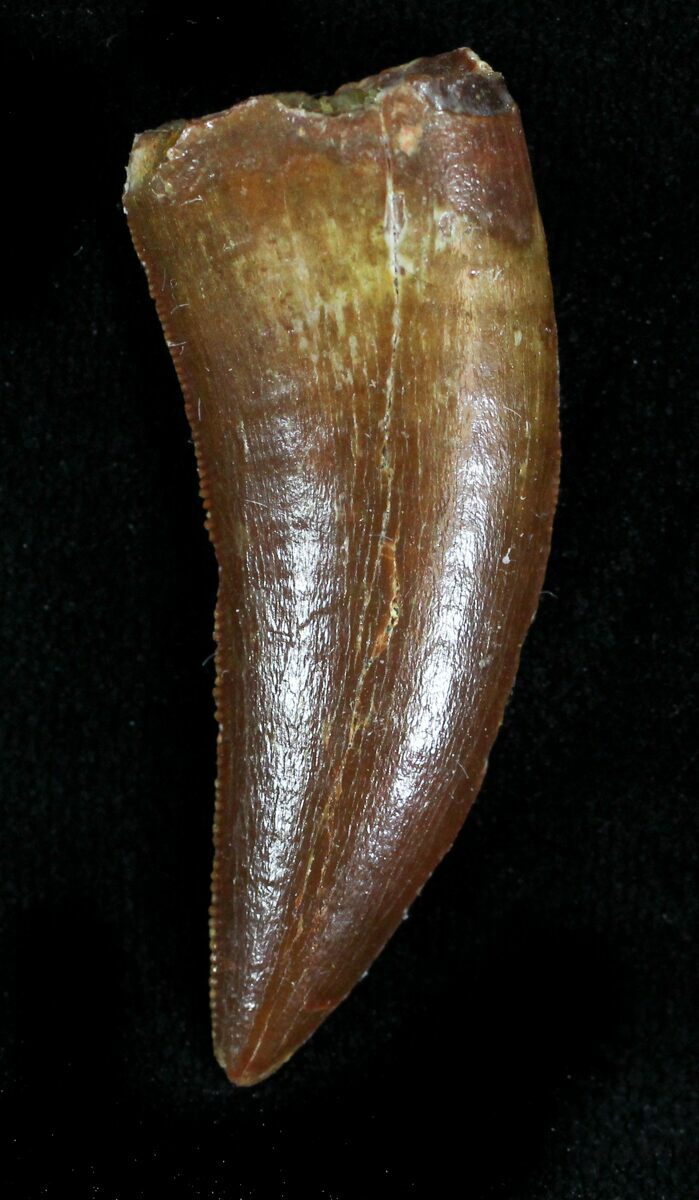 velociraptor tooth fossil