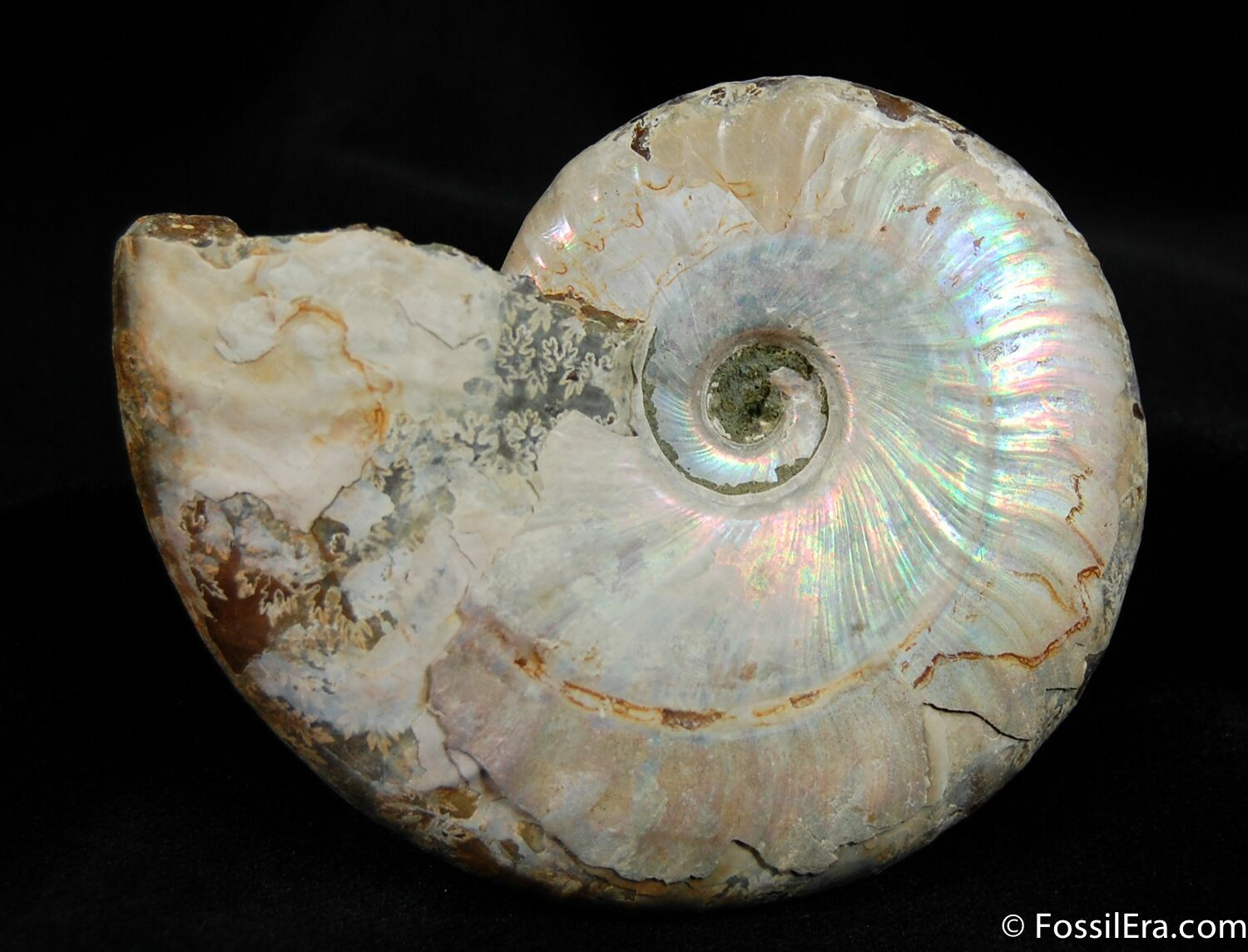 3.3 Inch Silver Iridescent Ammonite From Madagascar For Sale (#414 ...