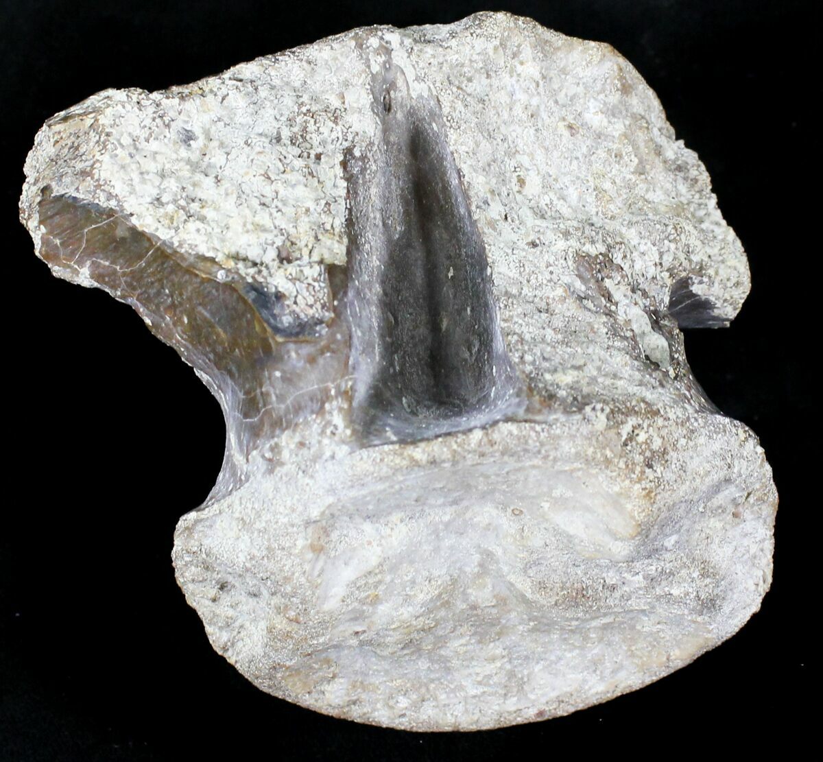 dinosaur tail vertebrae