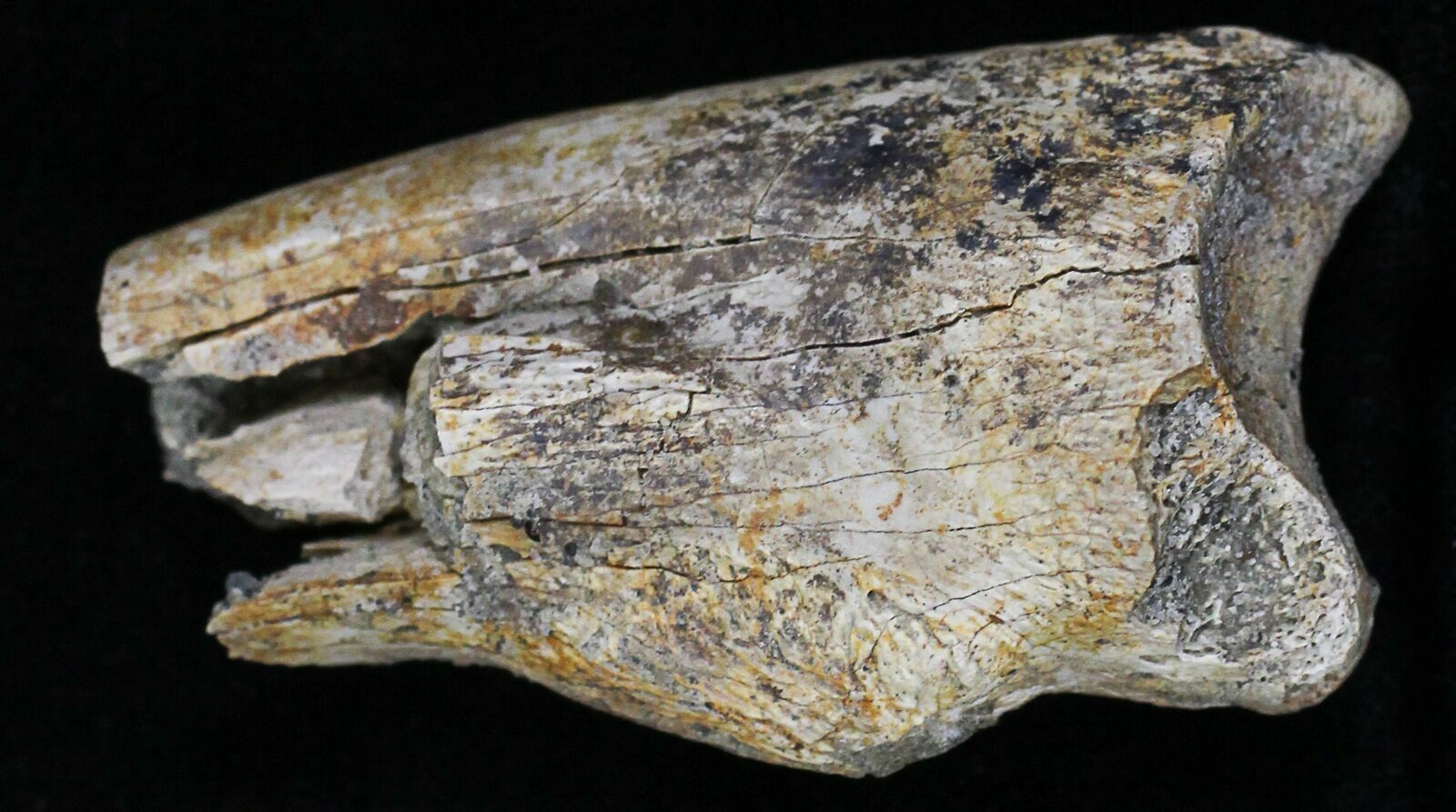 struthiomimus fossil