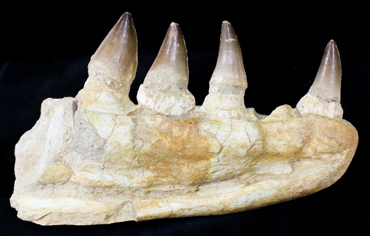 mosasaurus jaw for sale