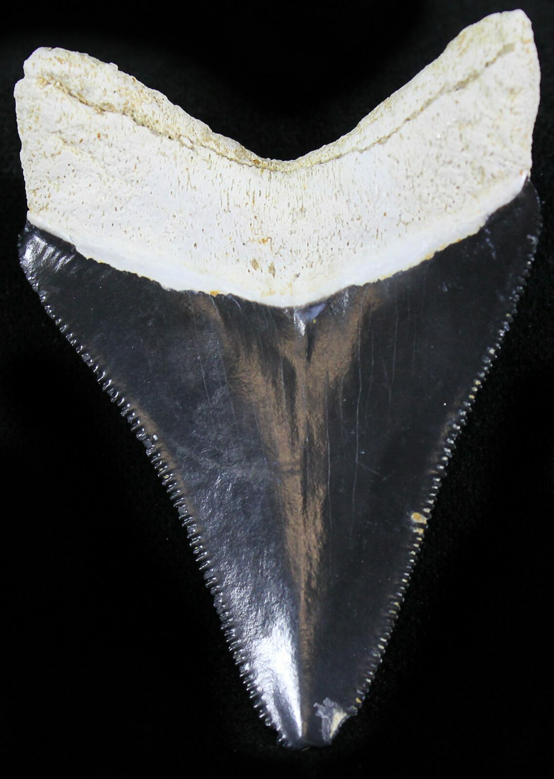 Serrated 2.33" Bone Valley Megalodon Tooth For Sale ...