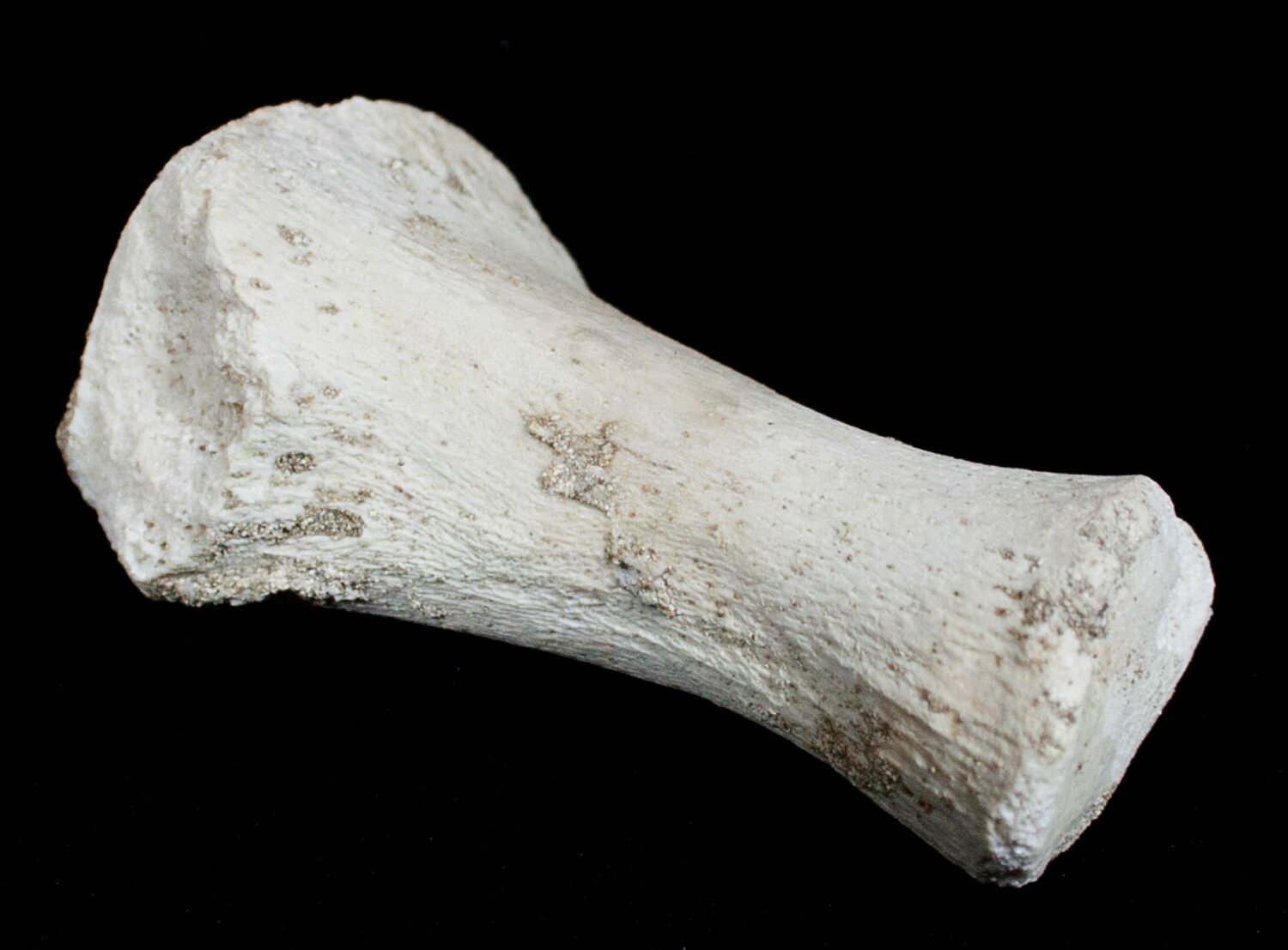 mosasaurus bone